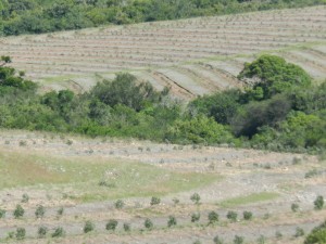 PlantacionesEucaliptusEnPastizalesUruguayos